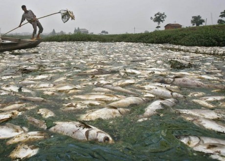 Fish Farms China, Asian seafood