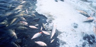 Fish kill in Cebu, 700 kilos of fish died