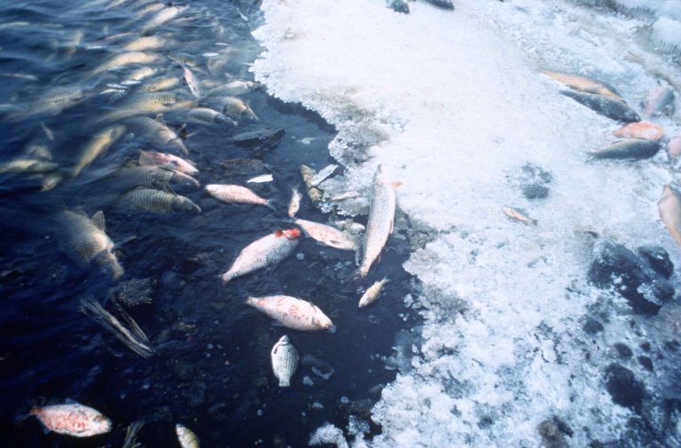 Fish kill in Cebu, 700 kilos of fish died