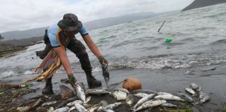 Fish kill in Taal Lake nothing to do with volcanic sulfur dioxide-BFAR