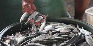 Fish production drops in early 2022-PSA