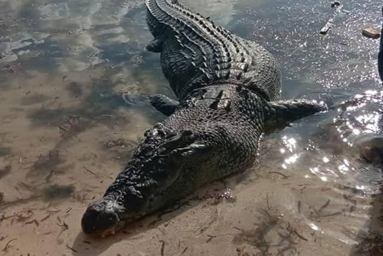 Fisherman dead in Palawan crocodile attack