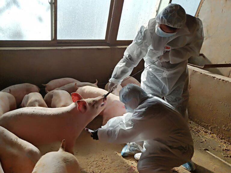 G4 swine flu in China very low risk