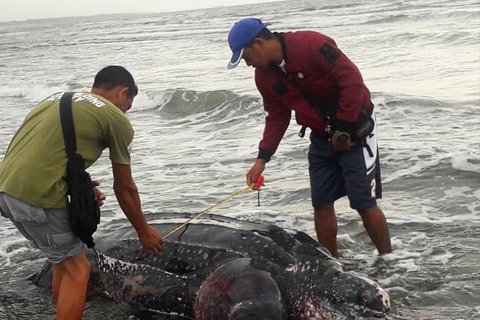 Giant leatherback sea turtle found dead