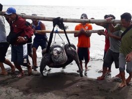 Giant leatherback sea turtle found dead in Quezon