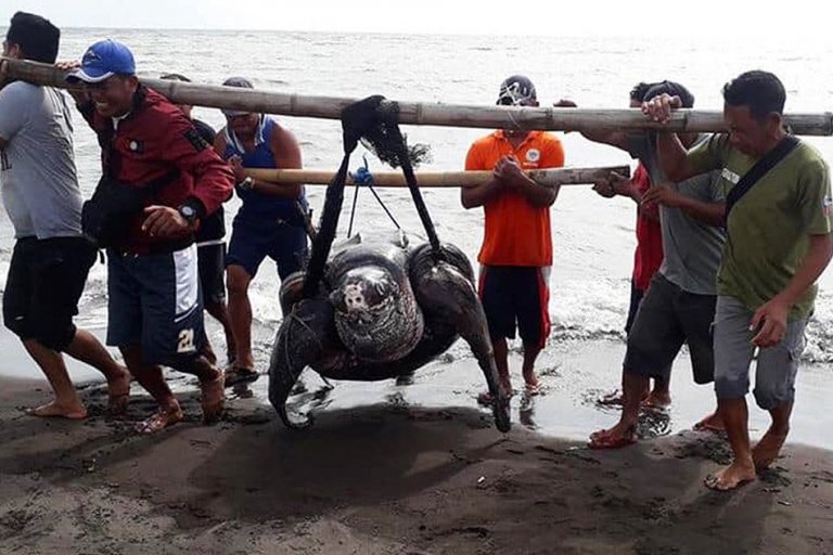 Giant leatherback sea turtle found dead in Quezon