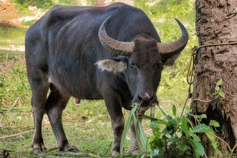 Grandmother who refused to sell her carabao shot in Davao del Sur