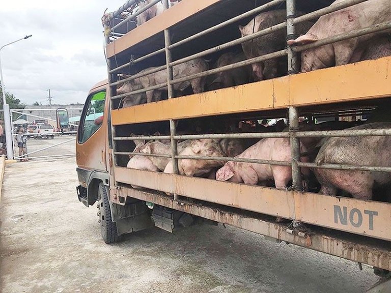 Group of hog raisers calls for transport subsidy