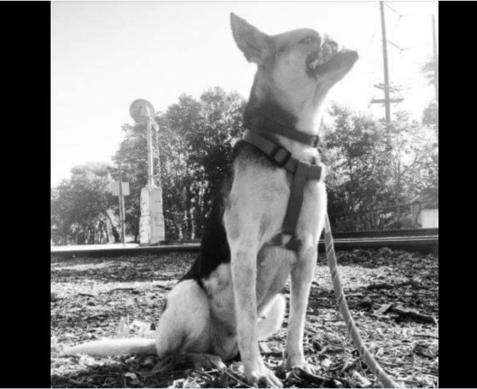 Hero dog Kabang has passed away