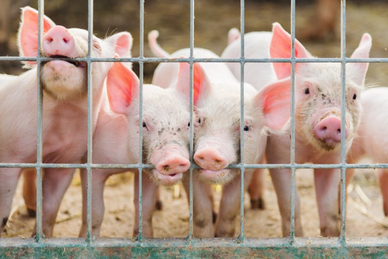 Hog raisers oppose farm gate price set by DA