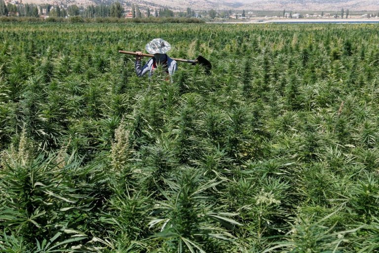 Lebanon legalizes marijuana for medical use