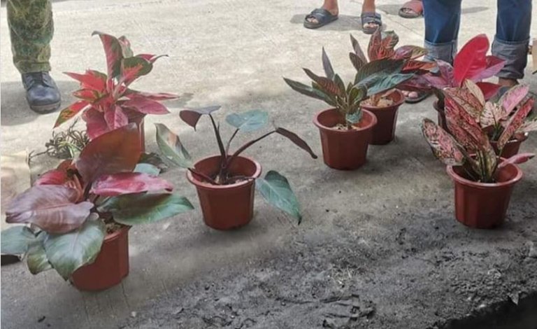 Man arrested for allegedly stealing plant to sell online