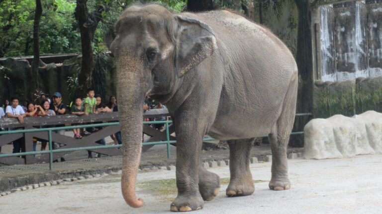 Manila Zoo elephant Mali dies of heart disease, cancer