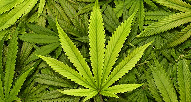 Marijuana laboratory discovered in San Juan