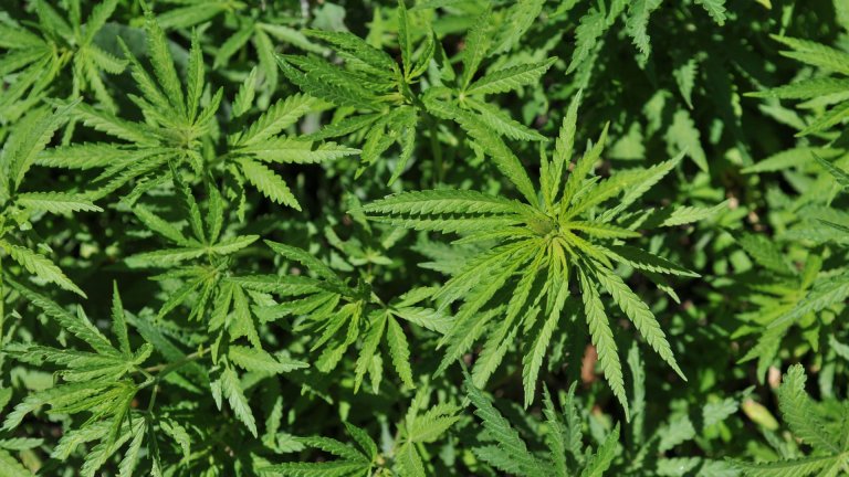 Marijuana plantation discovered in Isabela