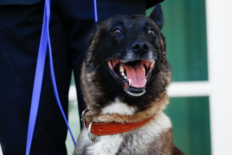 Meet Conan, the dog who helped hunt down ISIS leader