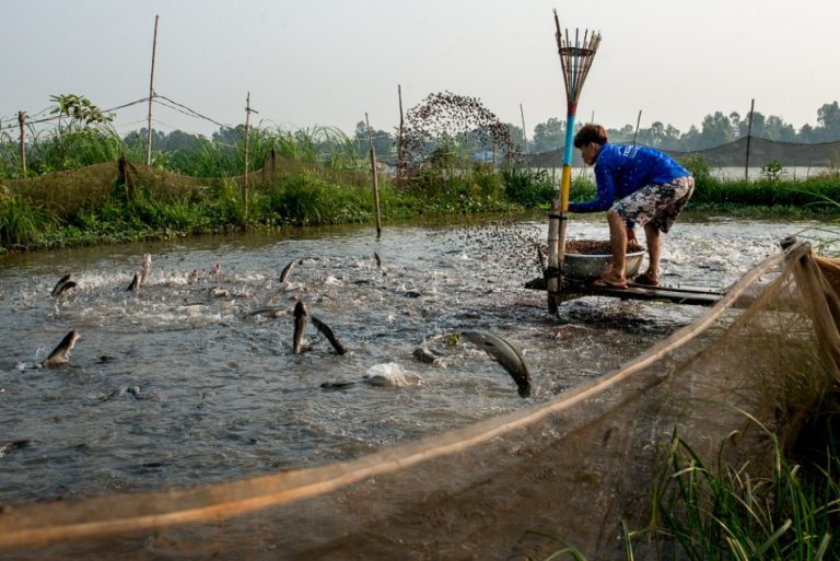 Mekong River Vietnam Fish Farms