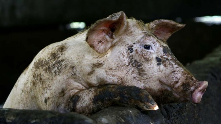 More than 500 pigs culled in Misamis Oriental due to African swine flu