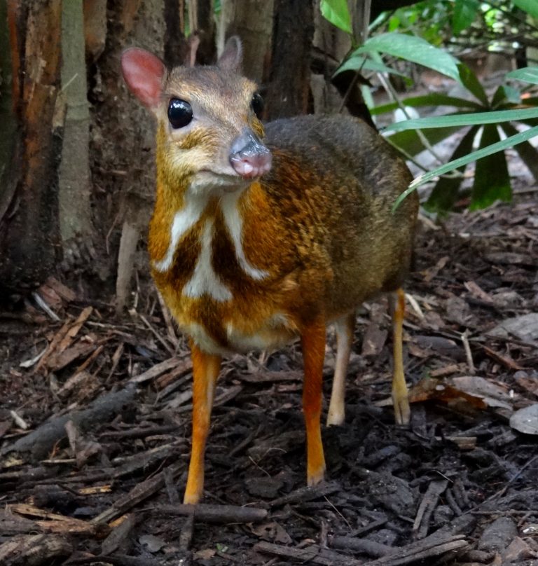 Mouse deer Singapore Zoo 2012