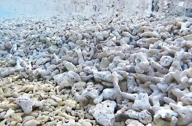 New complaints vs. China eyed amid 'coral harvesting'