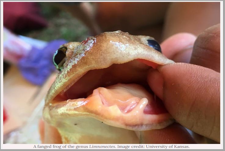 New fanged frog species discovered in Philippines