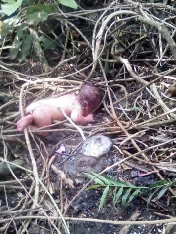 Newborn baby dumped under mangrove tree survives