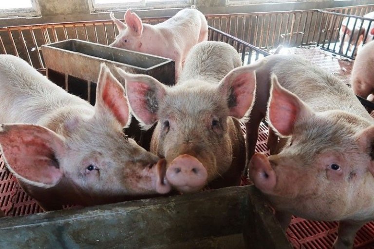 Over 300,000 pigs culled due to ASF, 20 new outbreaks recorded