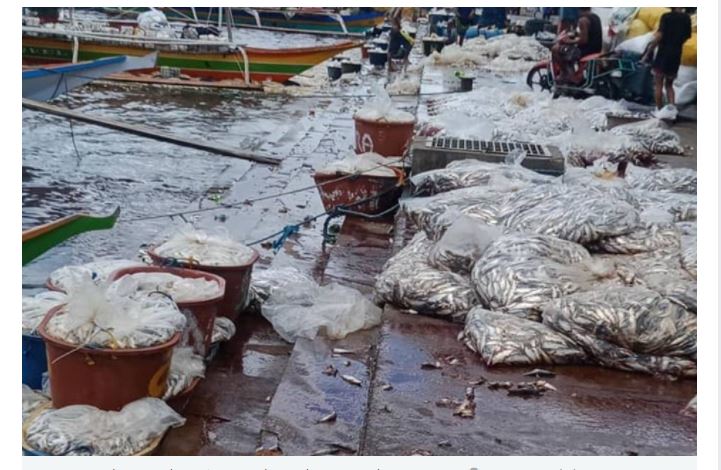 Oversupply of tamban fish recorded again in Bulan, Sorsogon