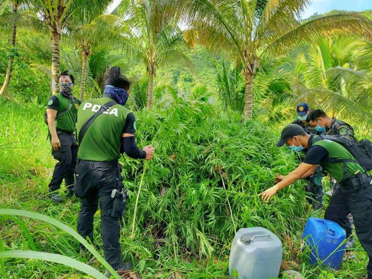 P4.1 million worth marijuana plants uprooted in Cebu