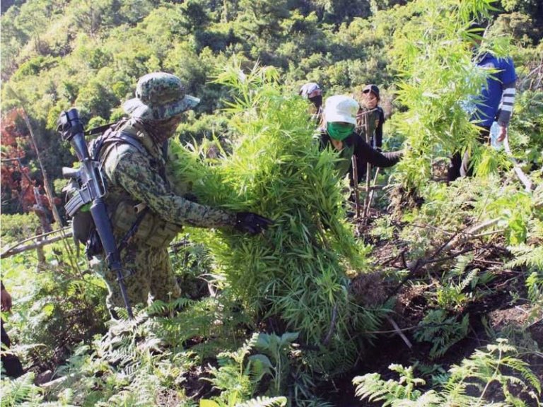 PDEA Marijuana plants do not naturally grow in Cordillera