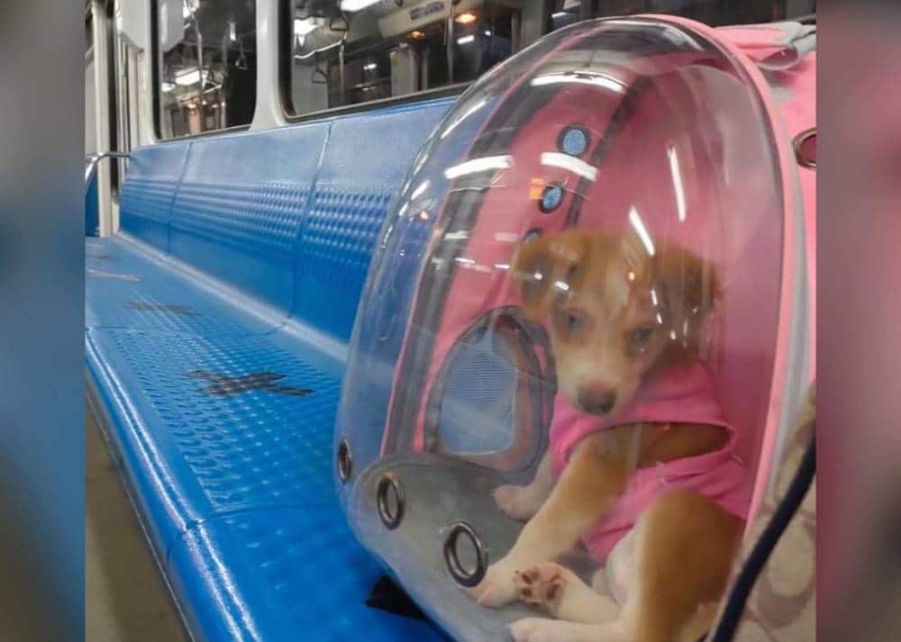 Pets now allowed at MRT3 PLN Media