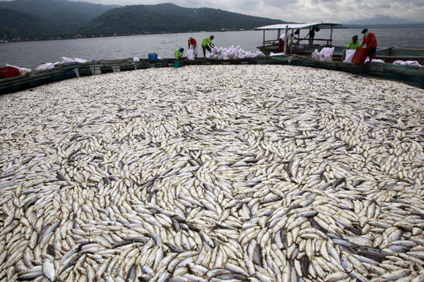 Philippines Fish Farm Mass Death, Asian seafood