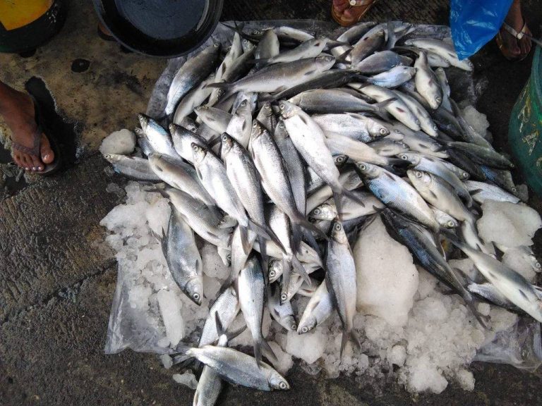 Philippines to import more frozen fish starting June