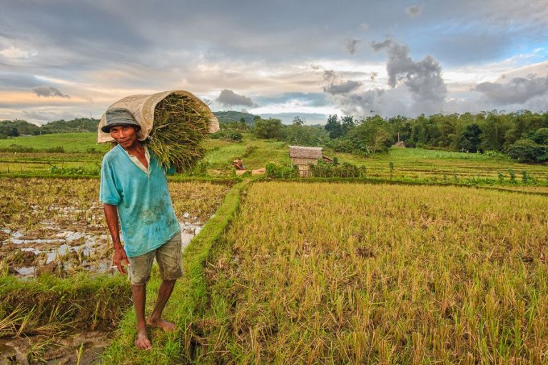 Philippines turns to Vietnam for continuous rice supply