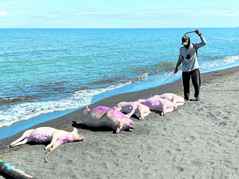 Pigs seen jumping from ship in Mindoro