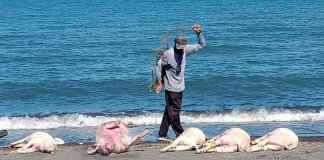 Pork prices in Or. Mindoro drop due to dead pigs found offshore