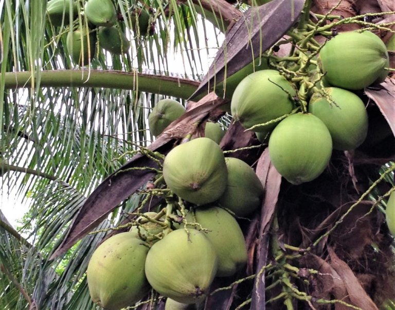 Professor says coconut oil could fight COVID-19
