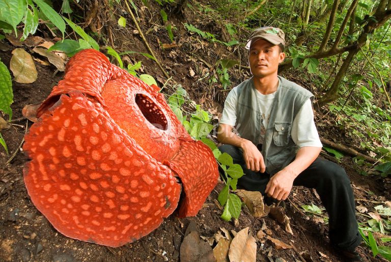 Rafflesia 1