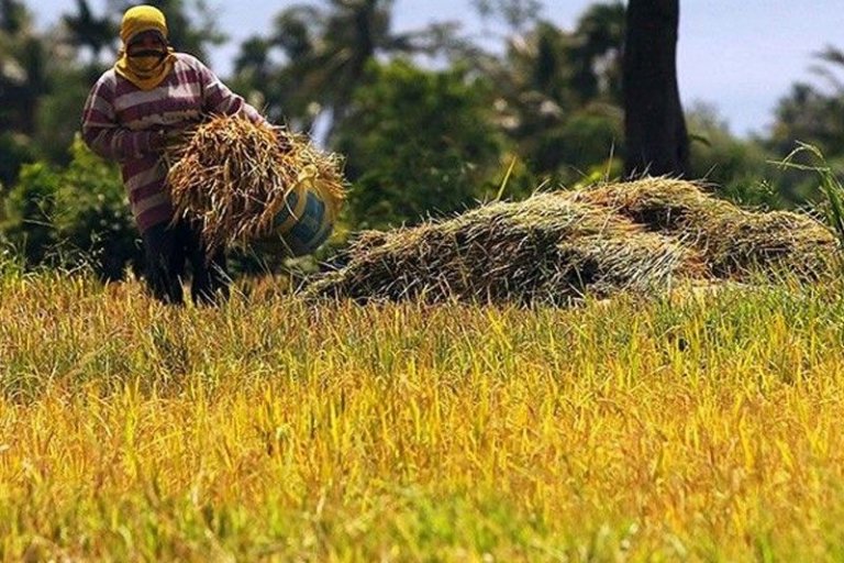 Rice importation does not cause drop in palay prices - DA
