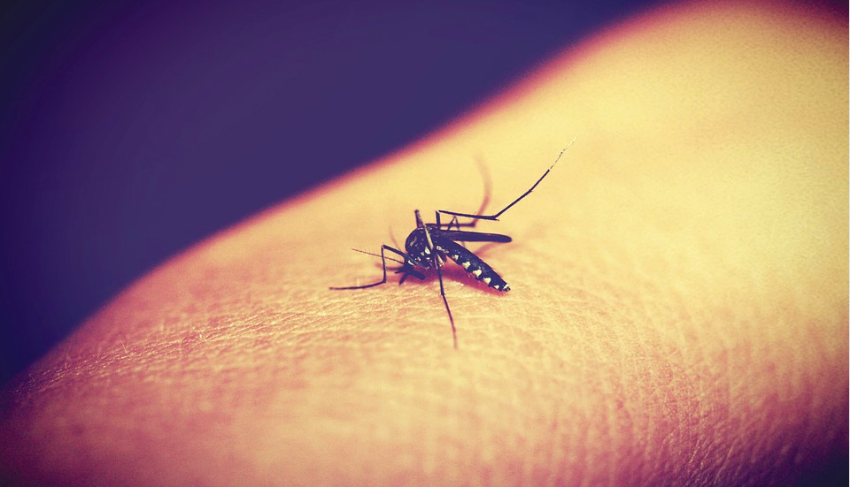 drug-resistant Malaria