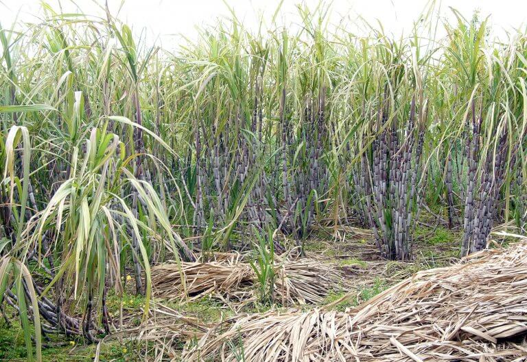 Senior citizen found dead in sugarcane field in Negros Occidental