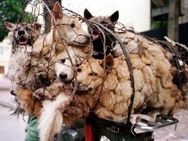 Shenzhen city in China bans eating of cats and dogs after pandemic