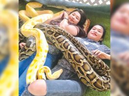 Snake massage in Aklan gives thrill to tourists