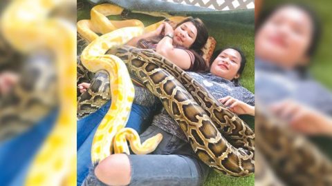 Snake massage in Aklan gives thrill to tourists