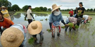 DAR expedites distribution of land titles to farmers