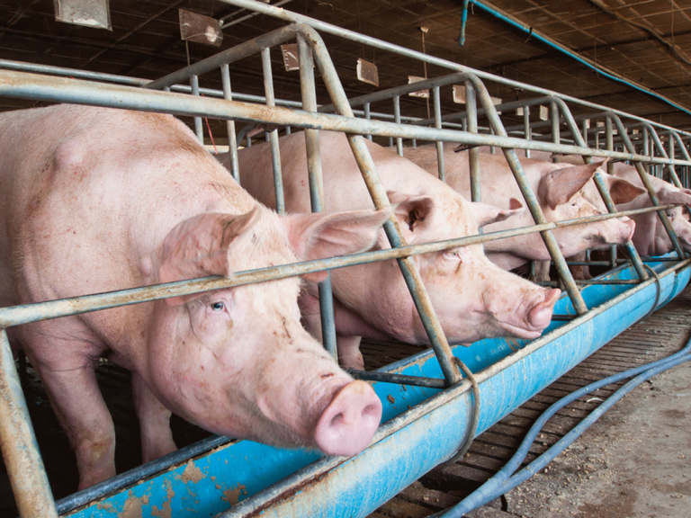 State of calamity declaration in hog industry urged