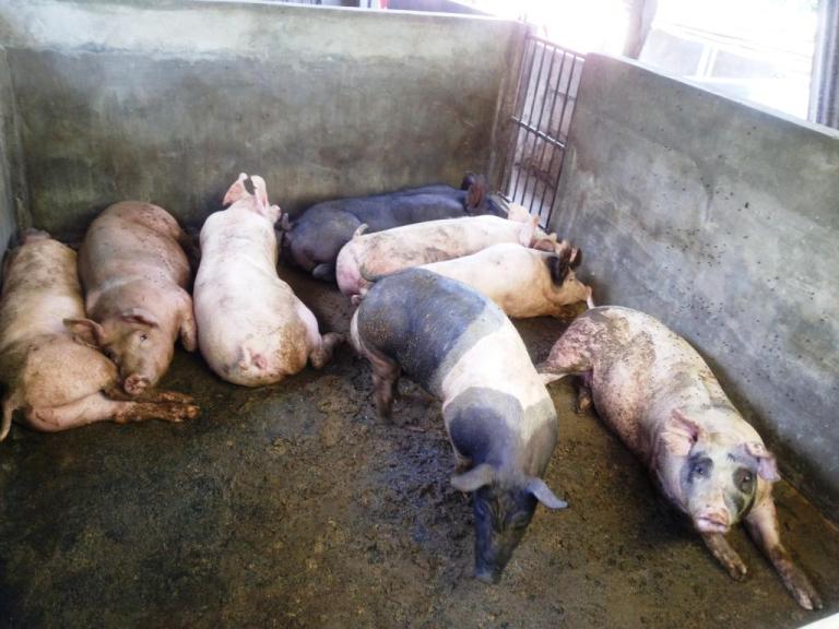 Subsidy for hog raisers more helpful than price freeze- Zarate