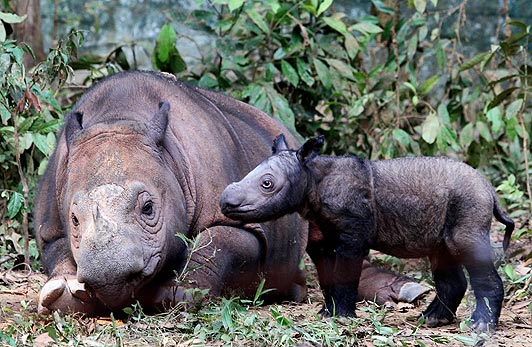 Sumatran Rhino indonesia
