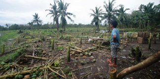 Typhoon Ulysses damage to agriculture reaches P3.84B - DA