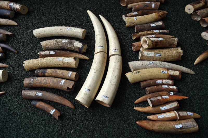 vietnam-ivory-seized, Two Tones of Ivory Seized in Vietnam, Ivory Seized in Vietnam